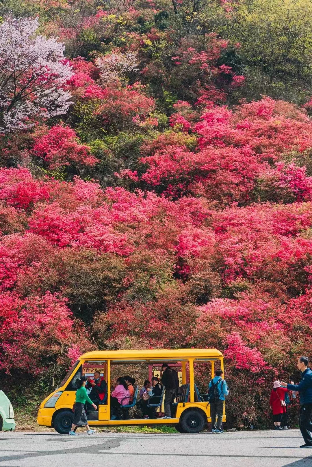 春季来临、正是需要观光车的时候了